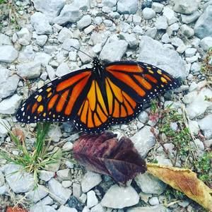 Meet your Posher, Marcia